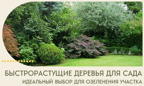 Быстрорастущие деревья для сада идеальный выбор в Чусовой