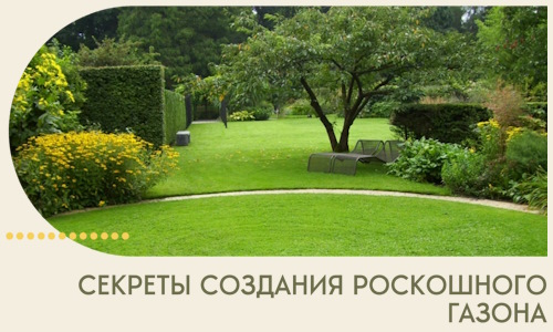 Секреты создания роскошного газона в Чусовой